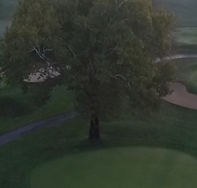 A tree beside the fairway at York Golf Club